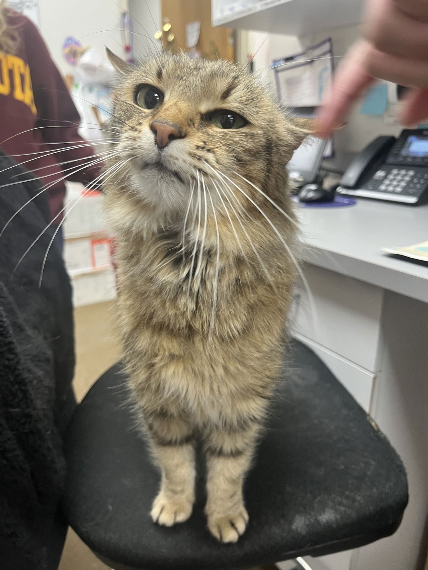 Miss Scrunkle - Photo 4