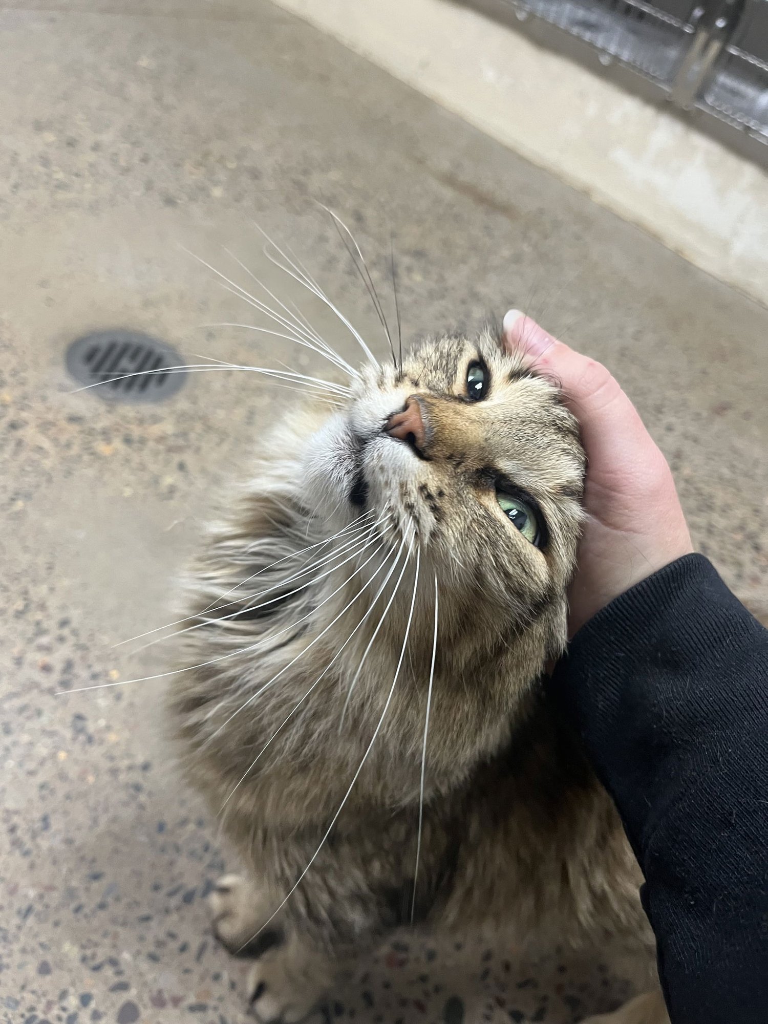 Miss Scrunkle - Photo 5