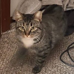 MARBLES - Tabby / Domestic Short Hair available for adoption