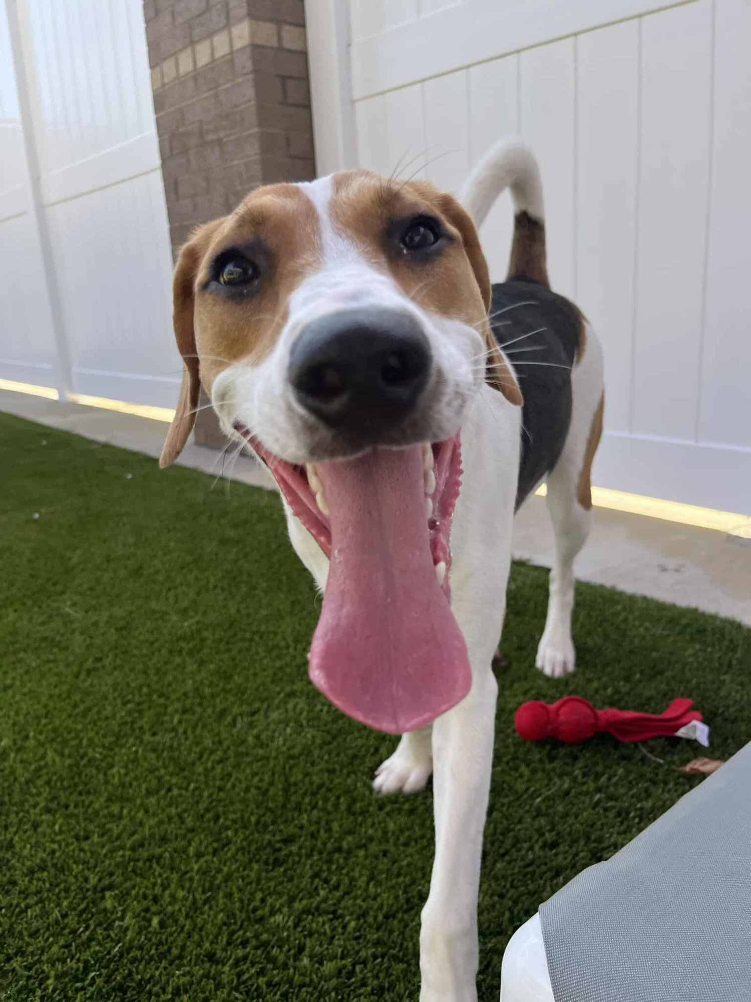 Sadie *Arriving 2/20* - Photo 3