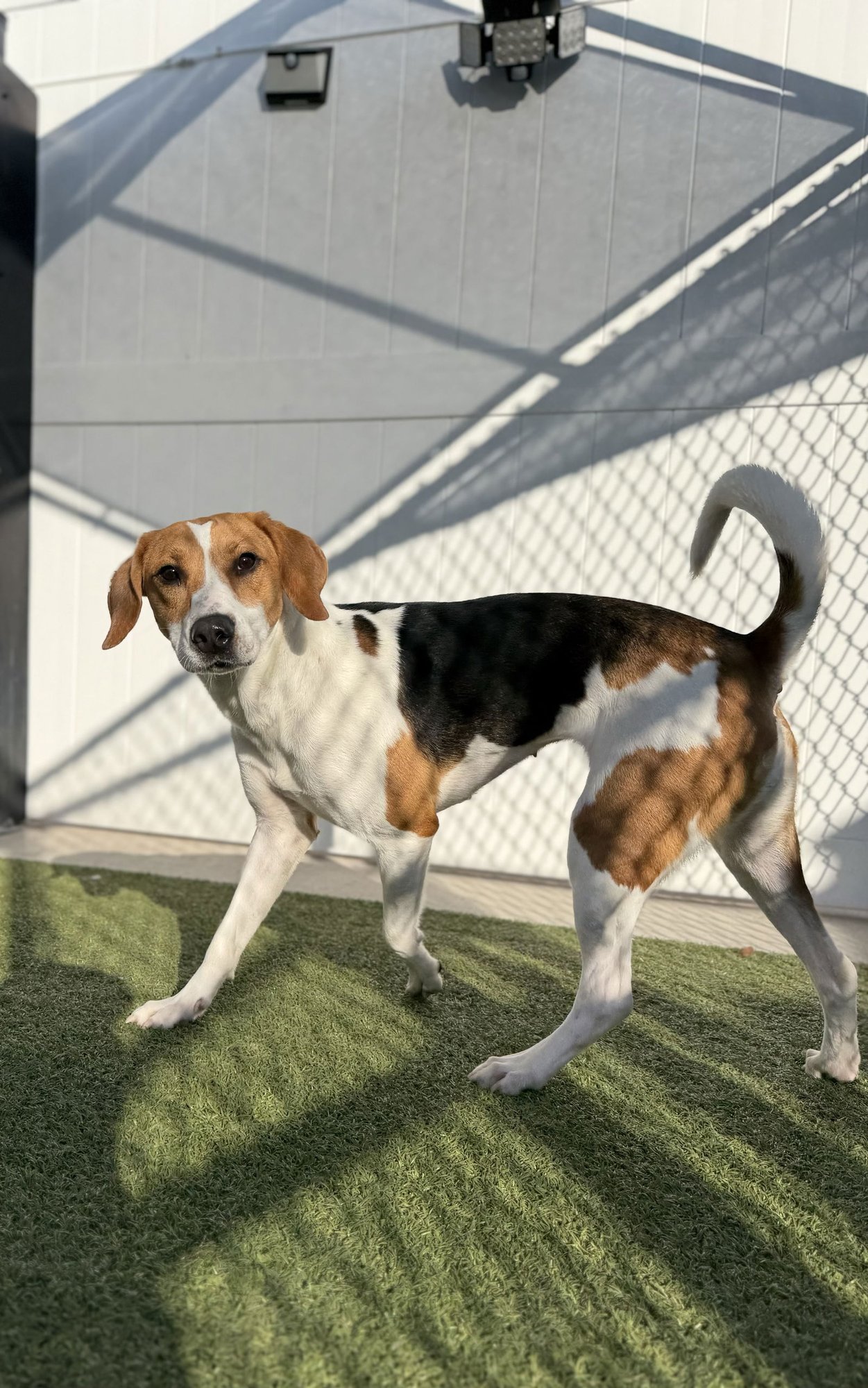 Sadie *Arriving 2/20* - Photo 4