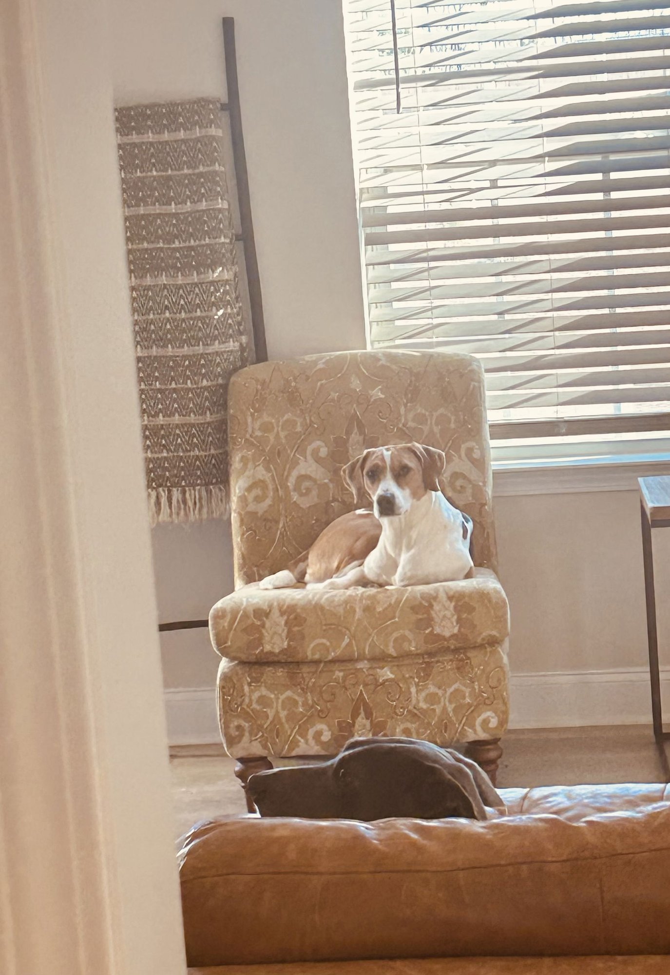 Sadie *Arriving 2/20* - Photo 5