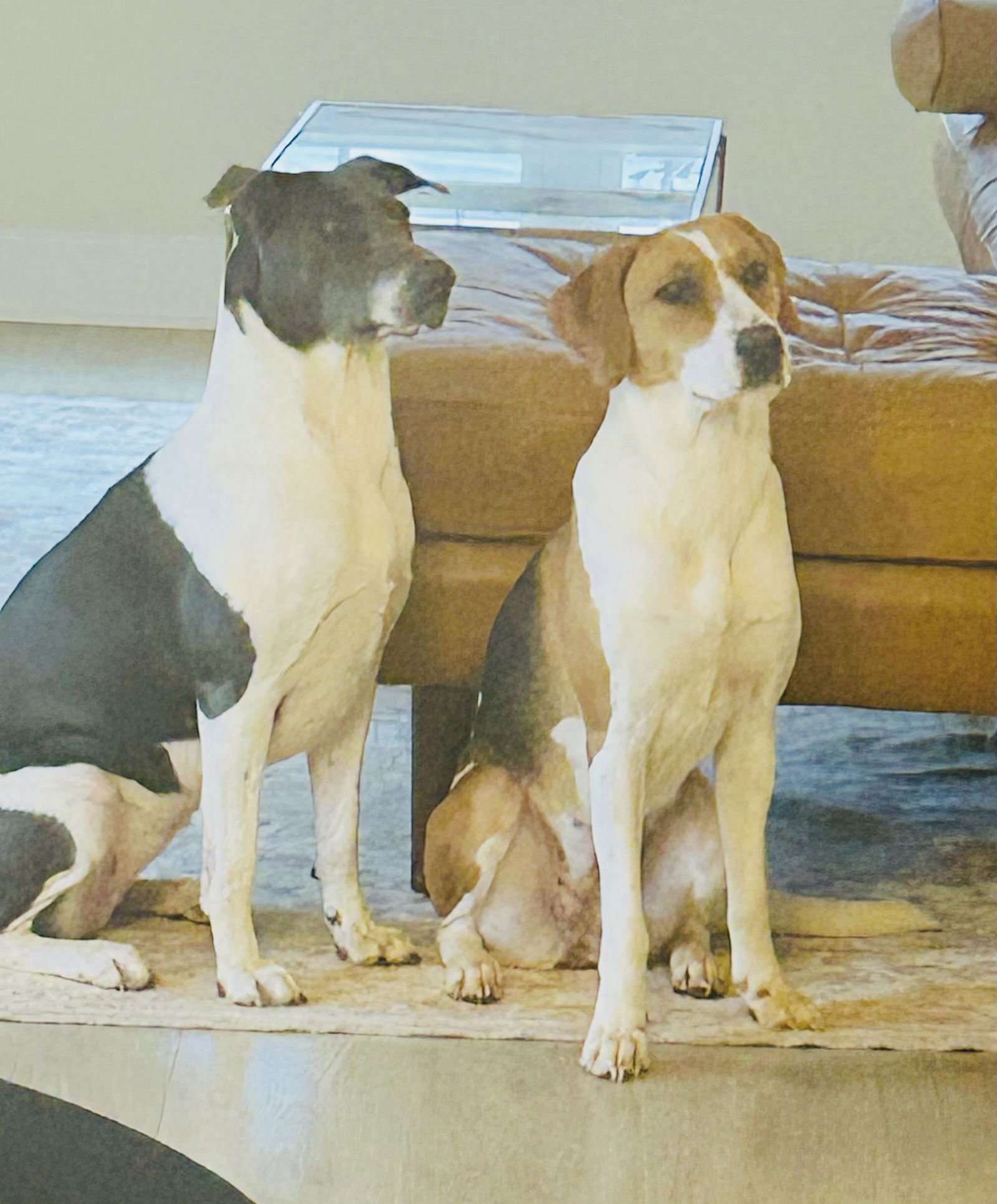 Sadie *Arriving 2/20* - Photo 6