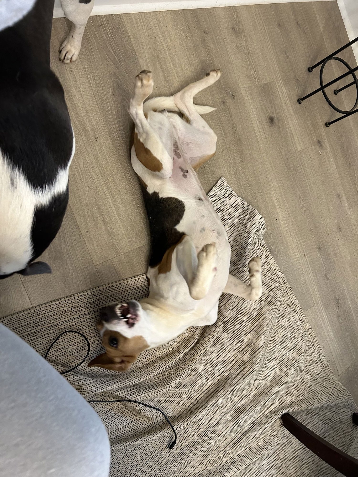 Sadie *Arriving 2/20* - Photo 7