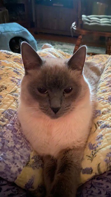 ADDY - Siamese / Domestic Short Hair available for adoption