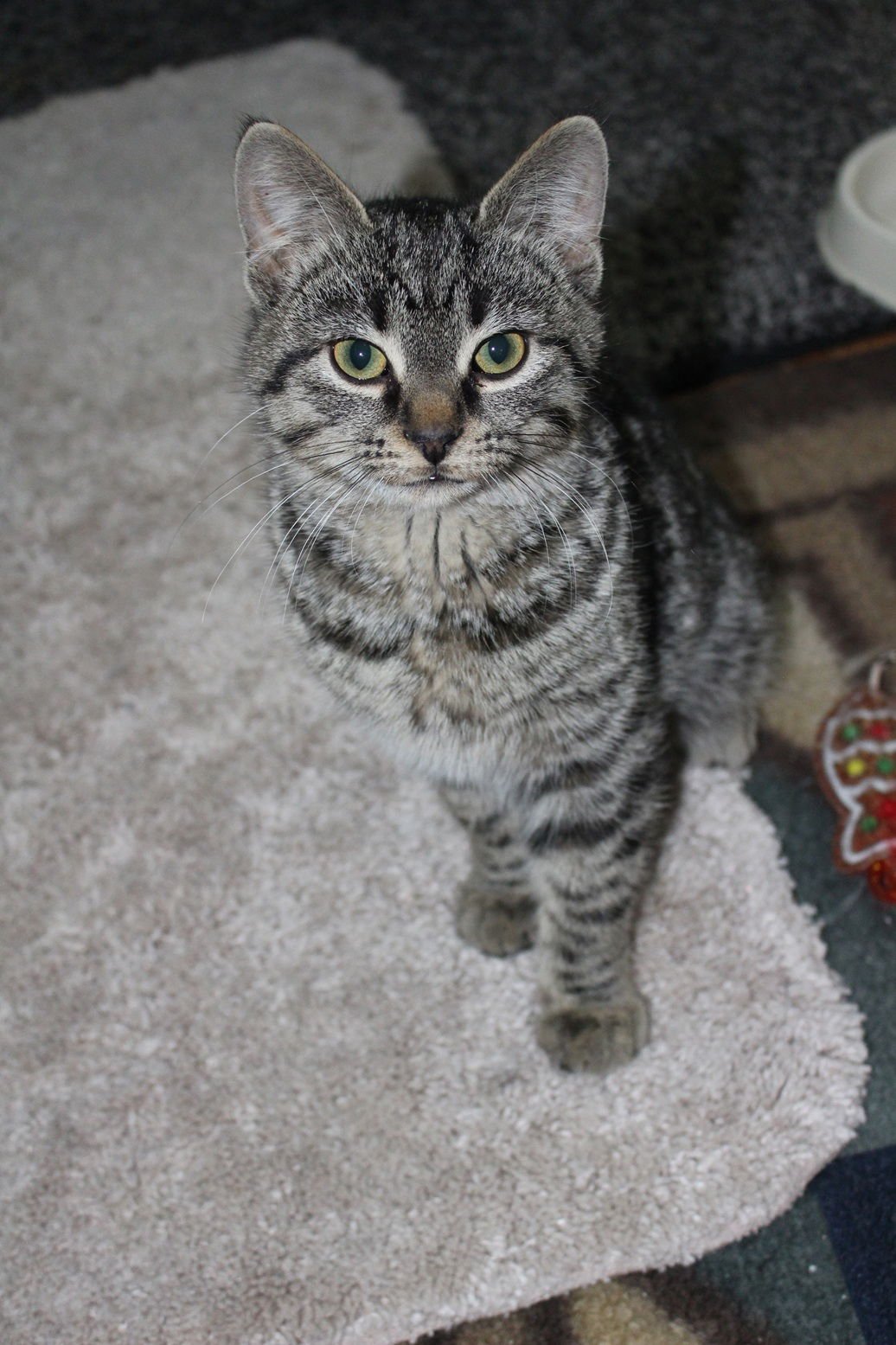 SALSA - Domestic Short Hair available for adoption