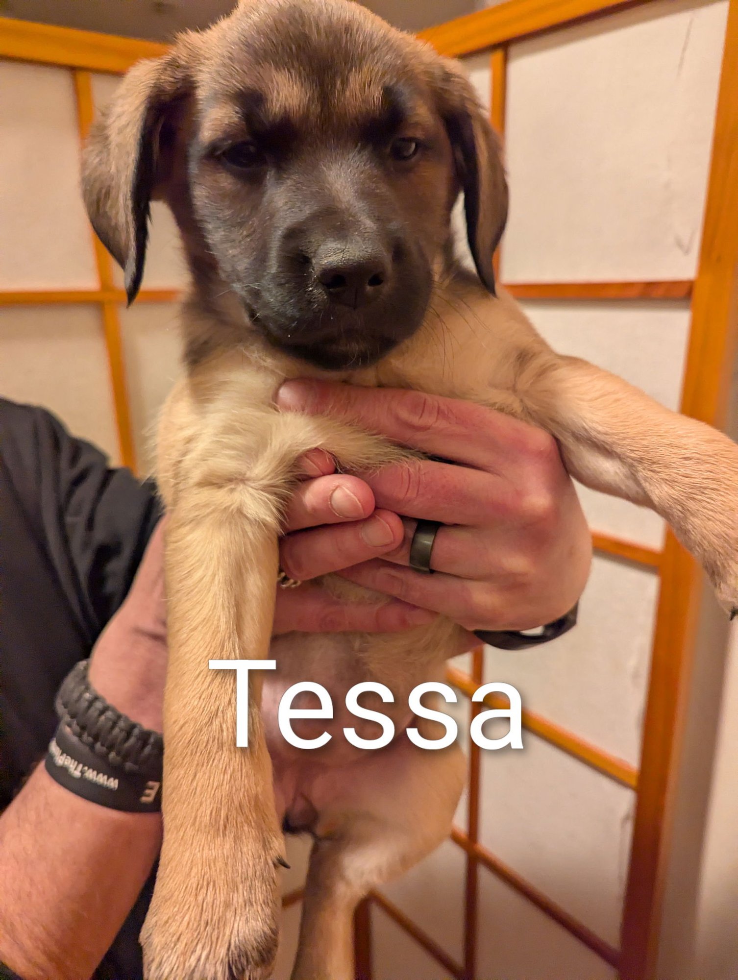 TESSA - Shepherd / Retriever available for adoption