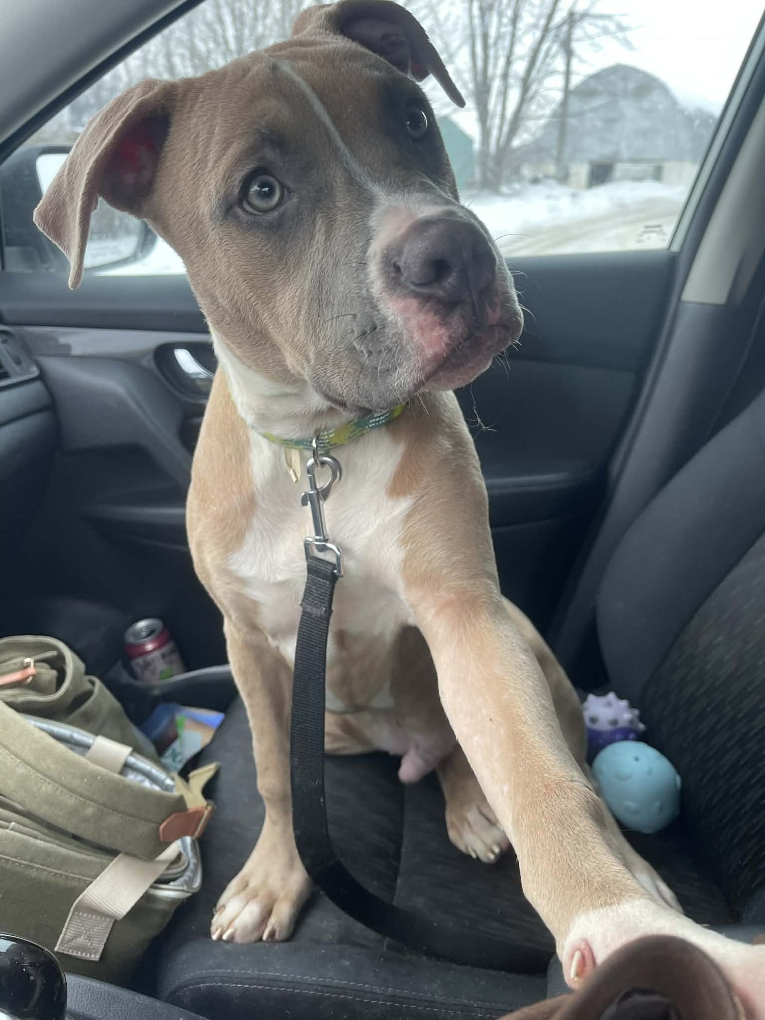 BOWIE - Pit Bull Terrier / Boxer available for adoption