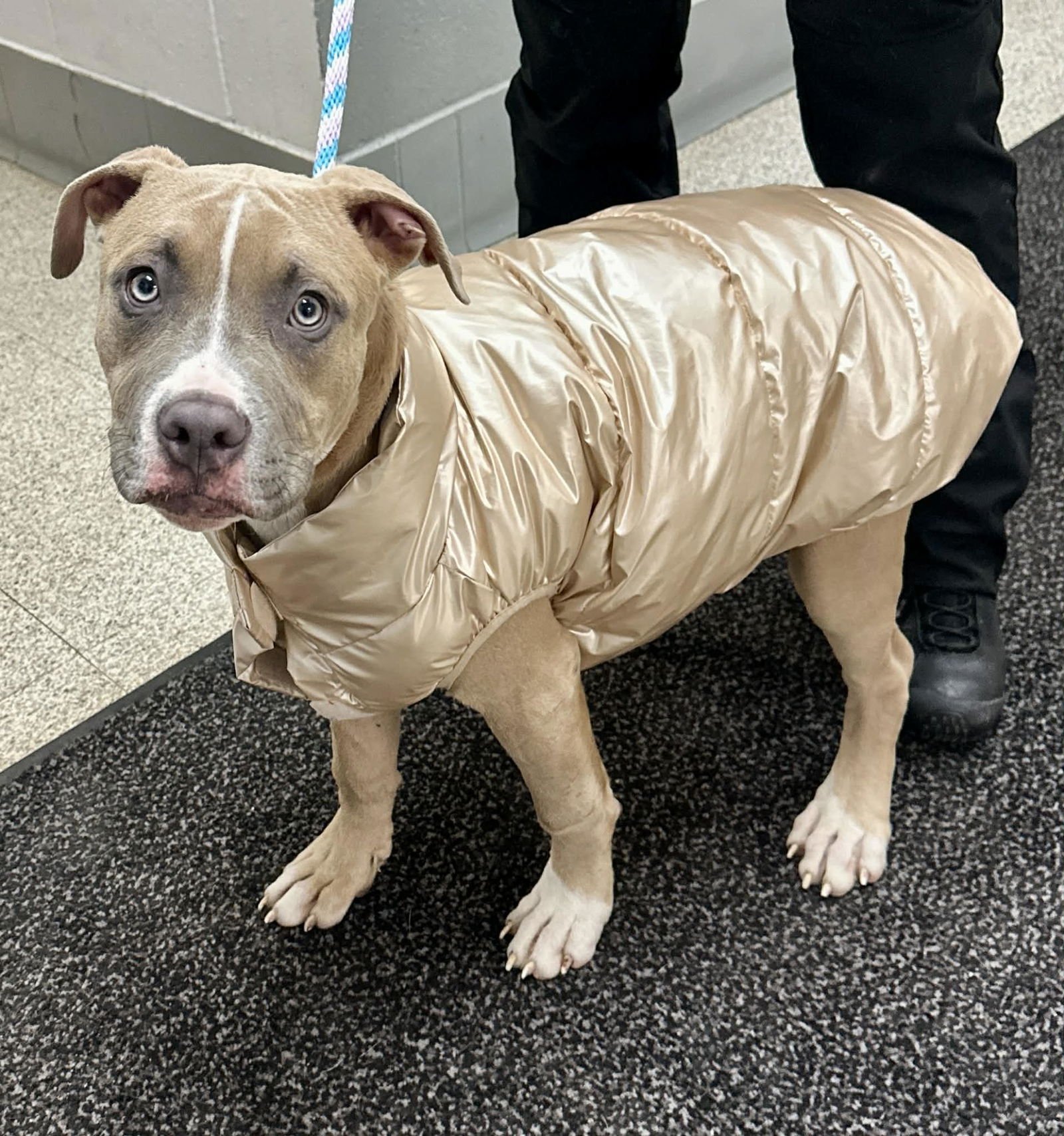 BOWIE - Pit Bull Terrier / Boxer available for adoption