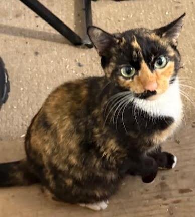 PETUNIA - Domestic Short Hair available for adoption