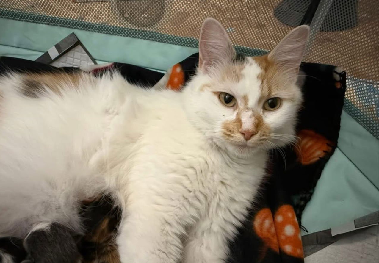 OCEAN - Domestic Medium Hair available for adoption