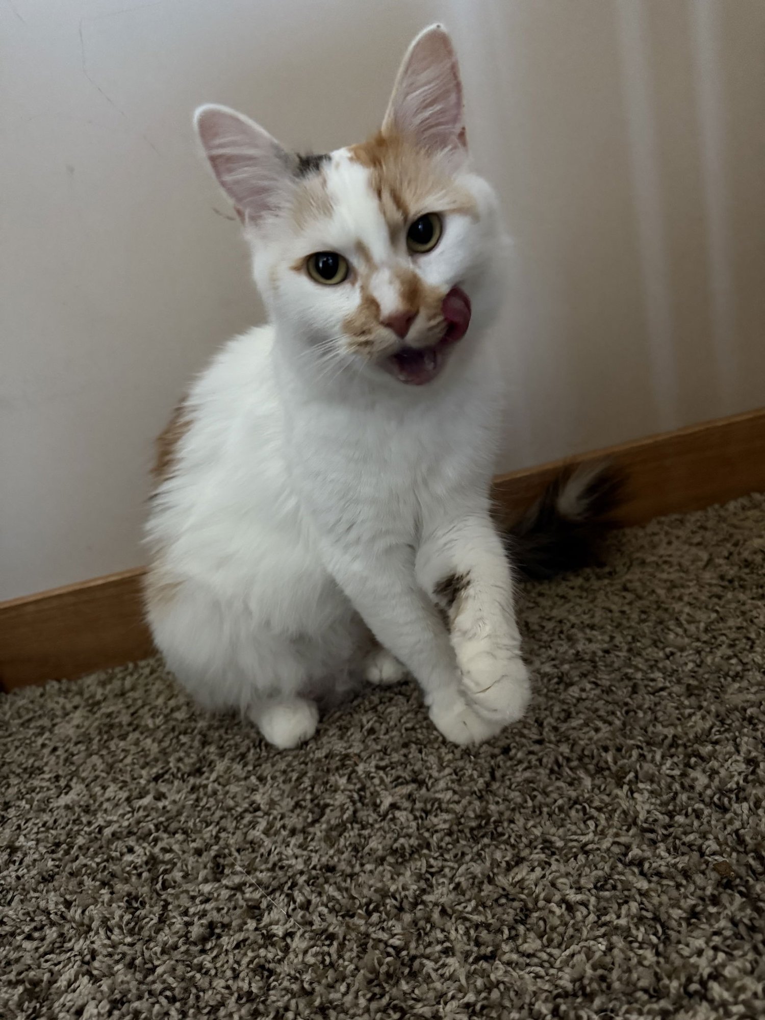 OCEAN - Domestic Medium Hair available for adoption