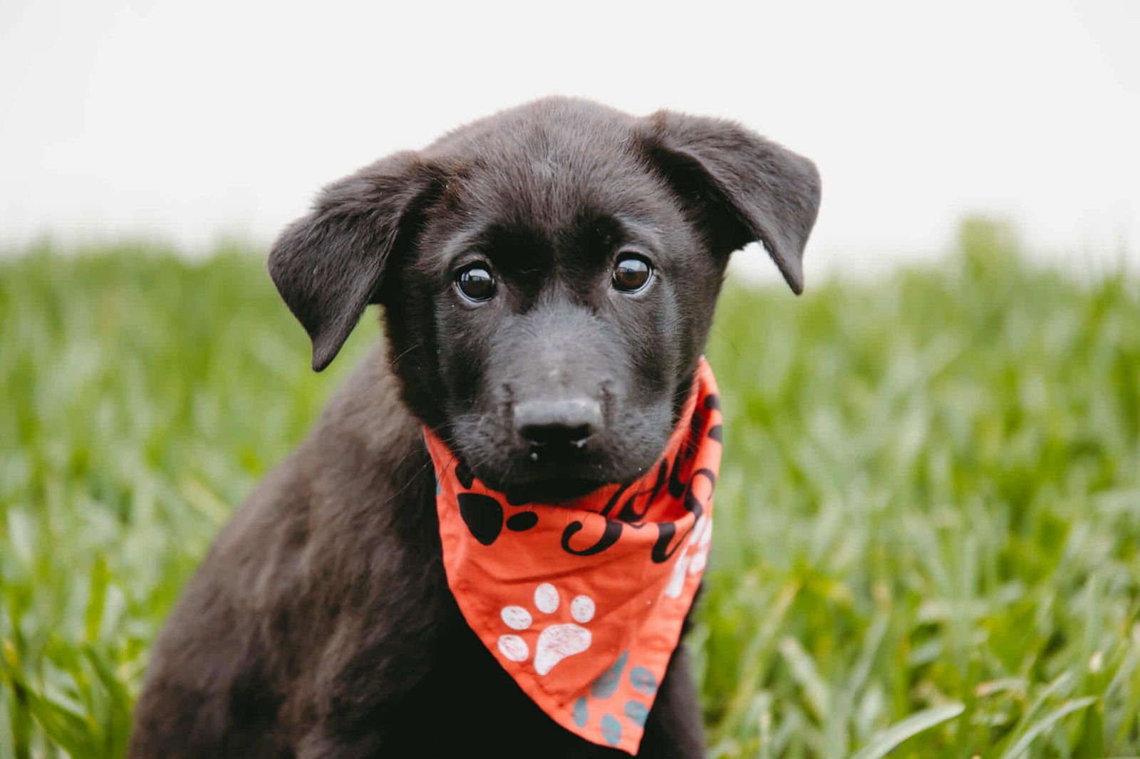 ELROY JETSON - Labrador Retriever / Border Collie available for adoption