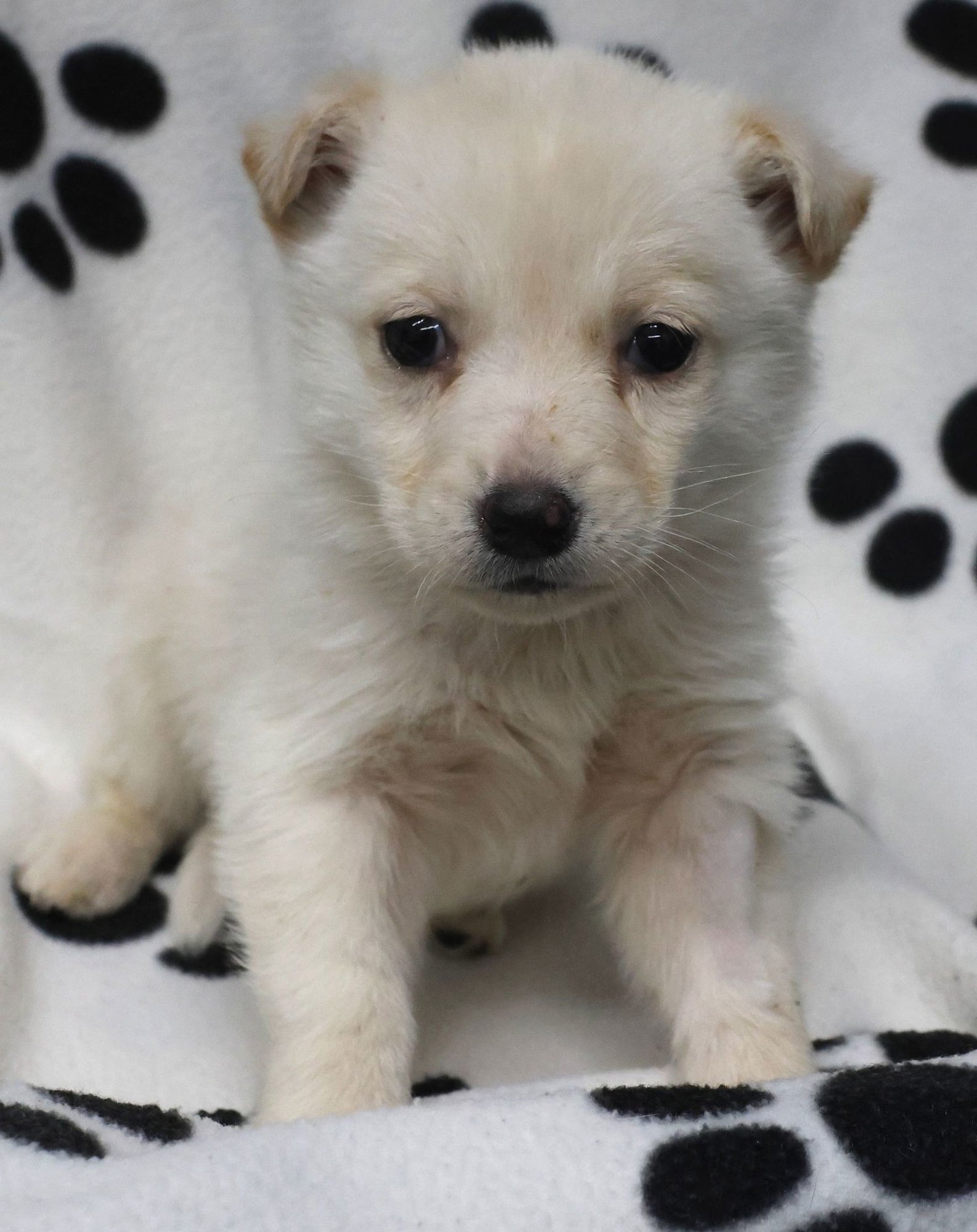 LOUSEY LOUIS - German Shepherd Dog / Labrador Retriever available for adoption