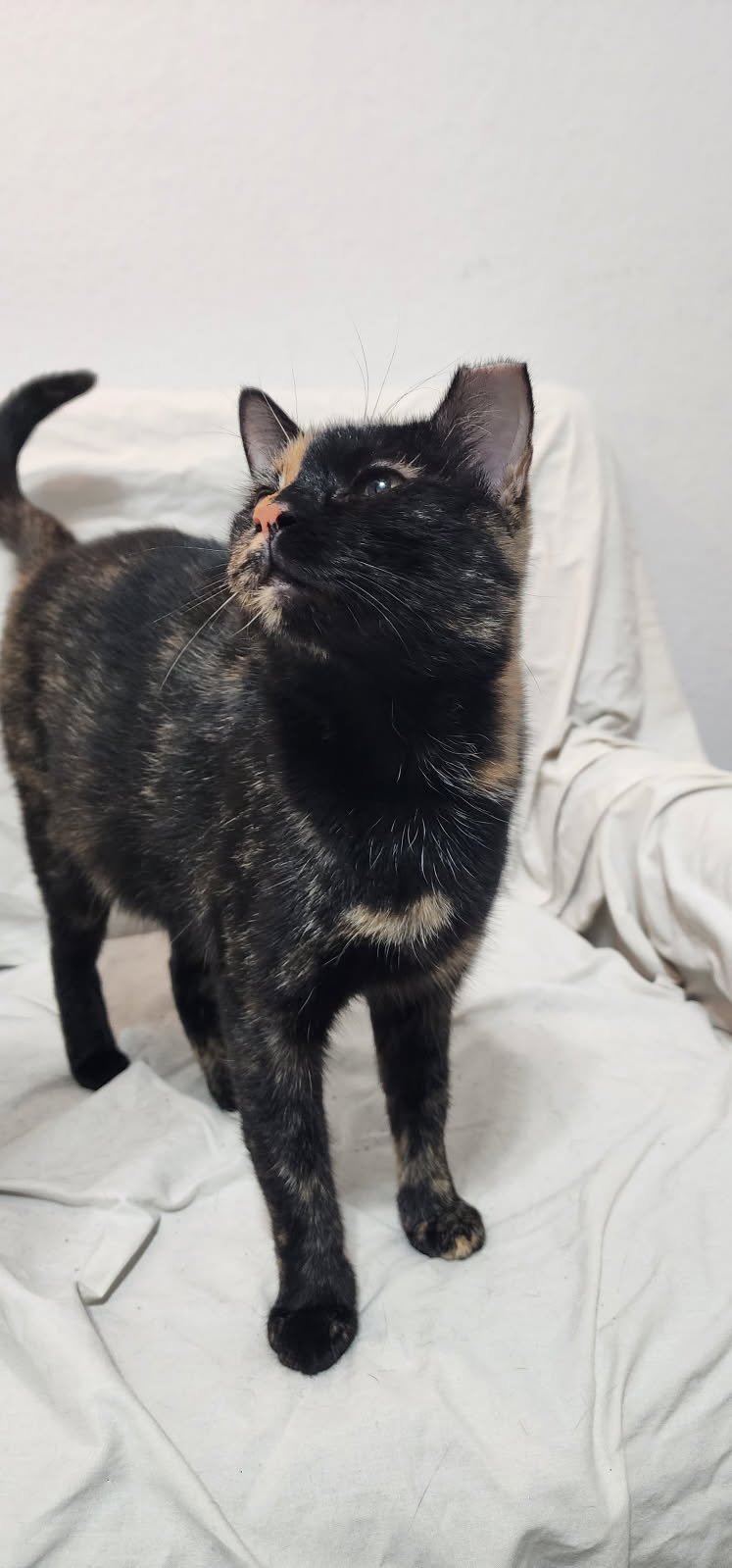 TOFFEE - Tortoiseshell / Domestic Short Hair available for adoption
