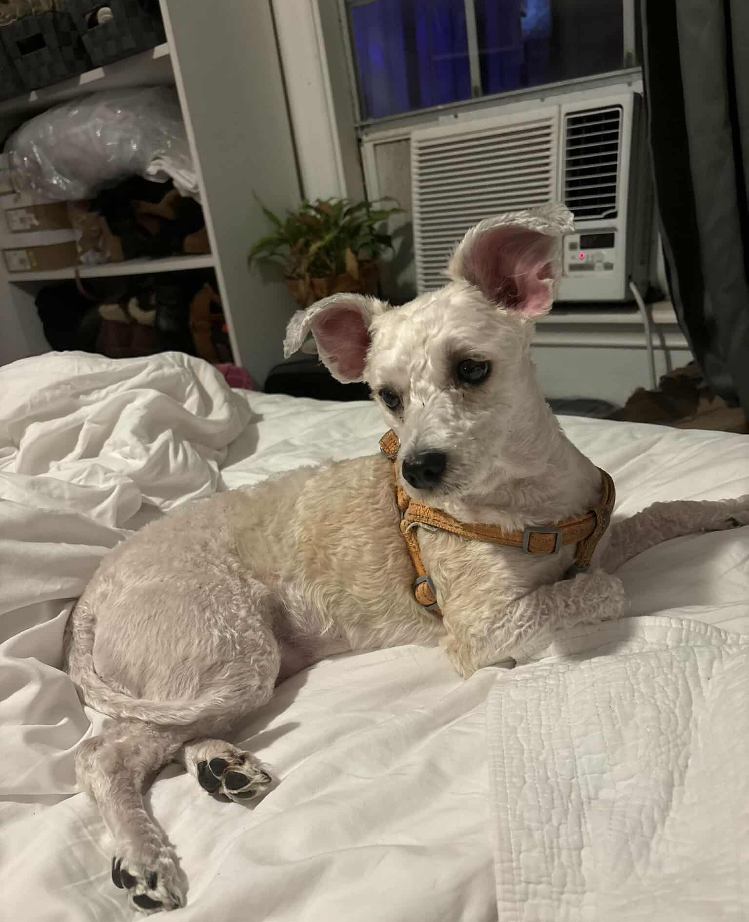 DEZI - Poodle (unknown type) / Jack Russell Terrier available for adoption