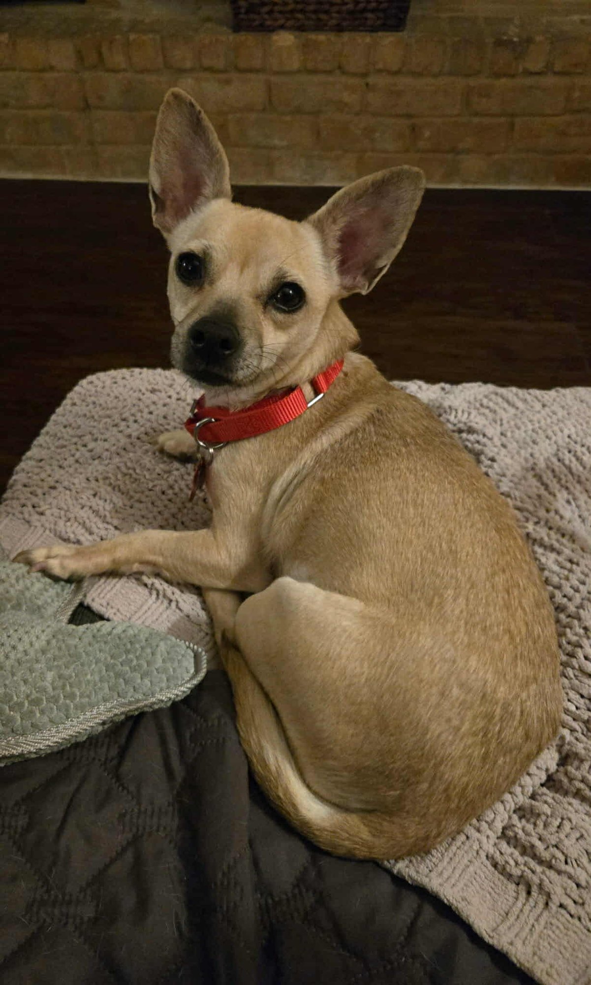 NINA *ARRIVING 2/20* - Chihuahua / Dachshund available for adoption