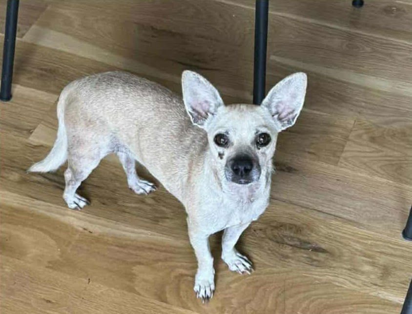 NINA *ARRIVING 2/20* - Chihuahua / Dachshund available for adoption