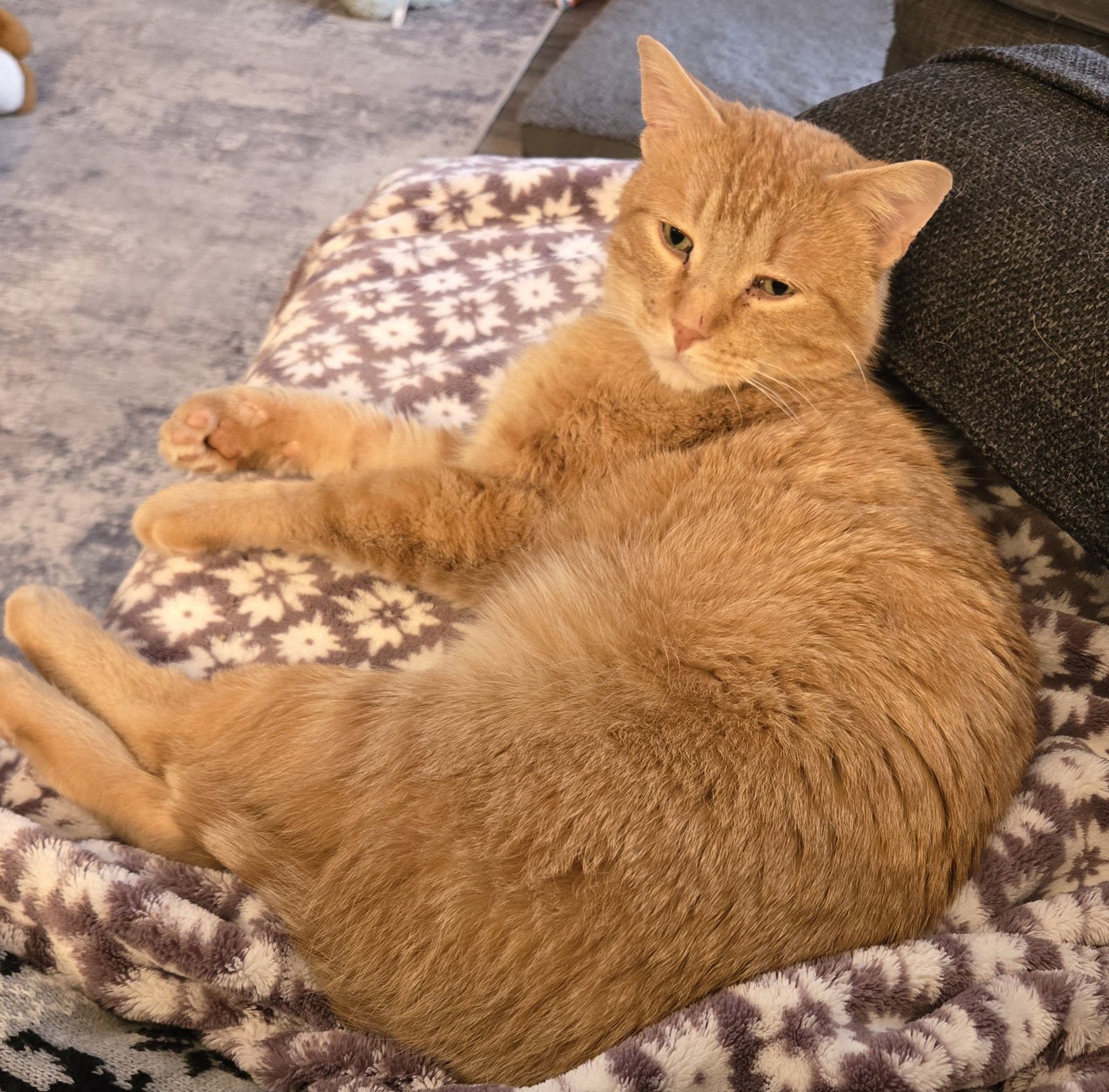 JACK - Tabby / Domestic Short Hair available for adoption