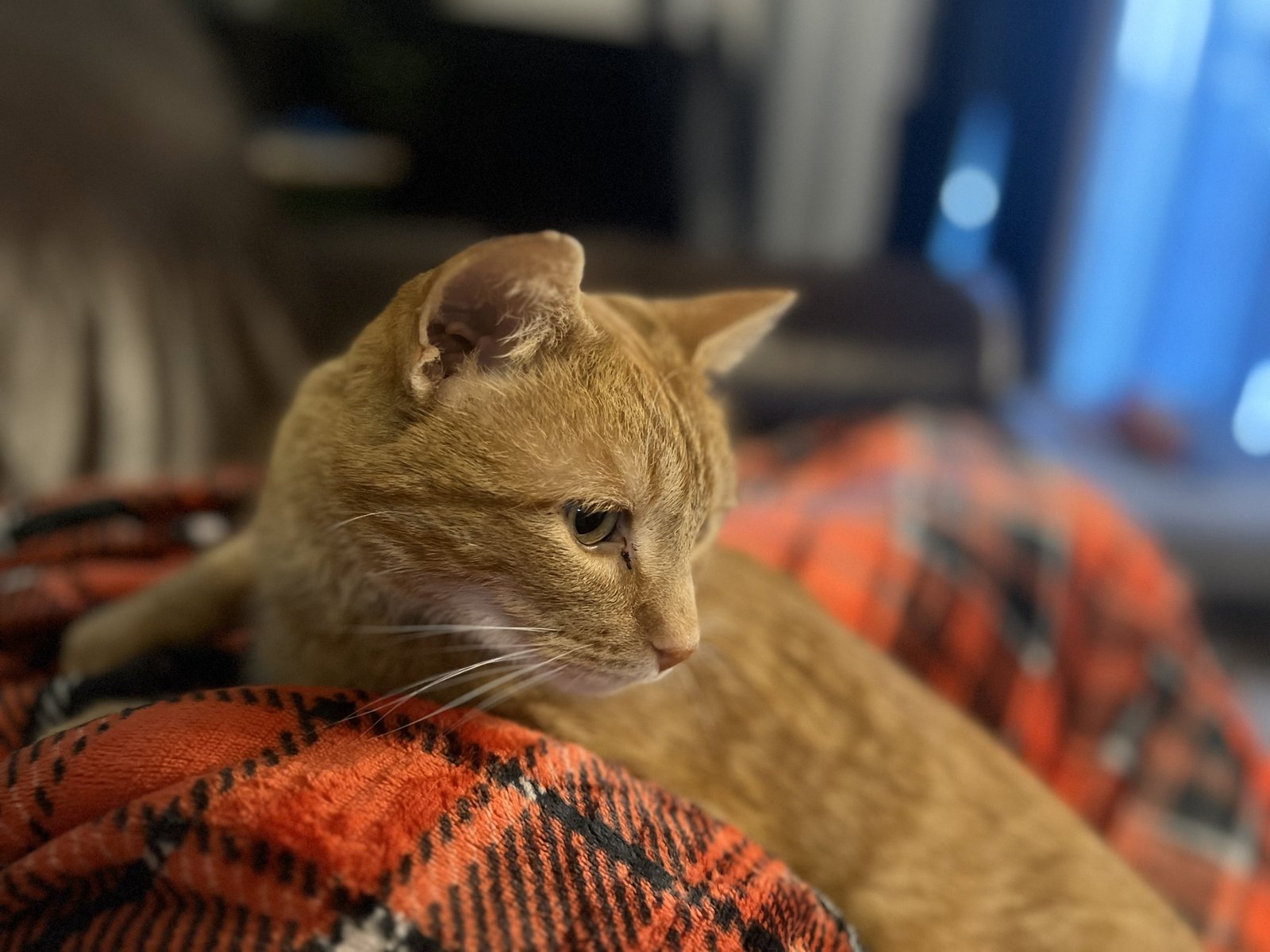 JACK - Tabby / Domestic Short Hair available for adoption