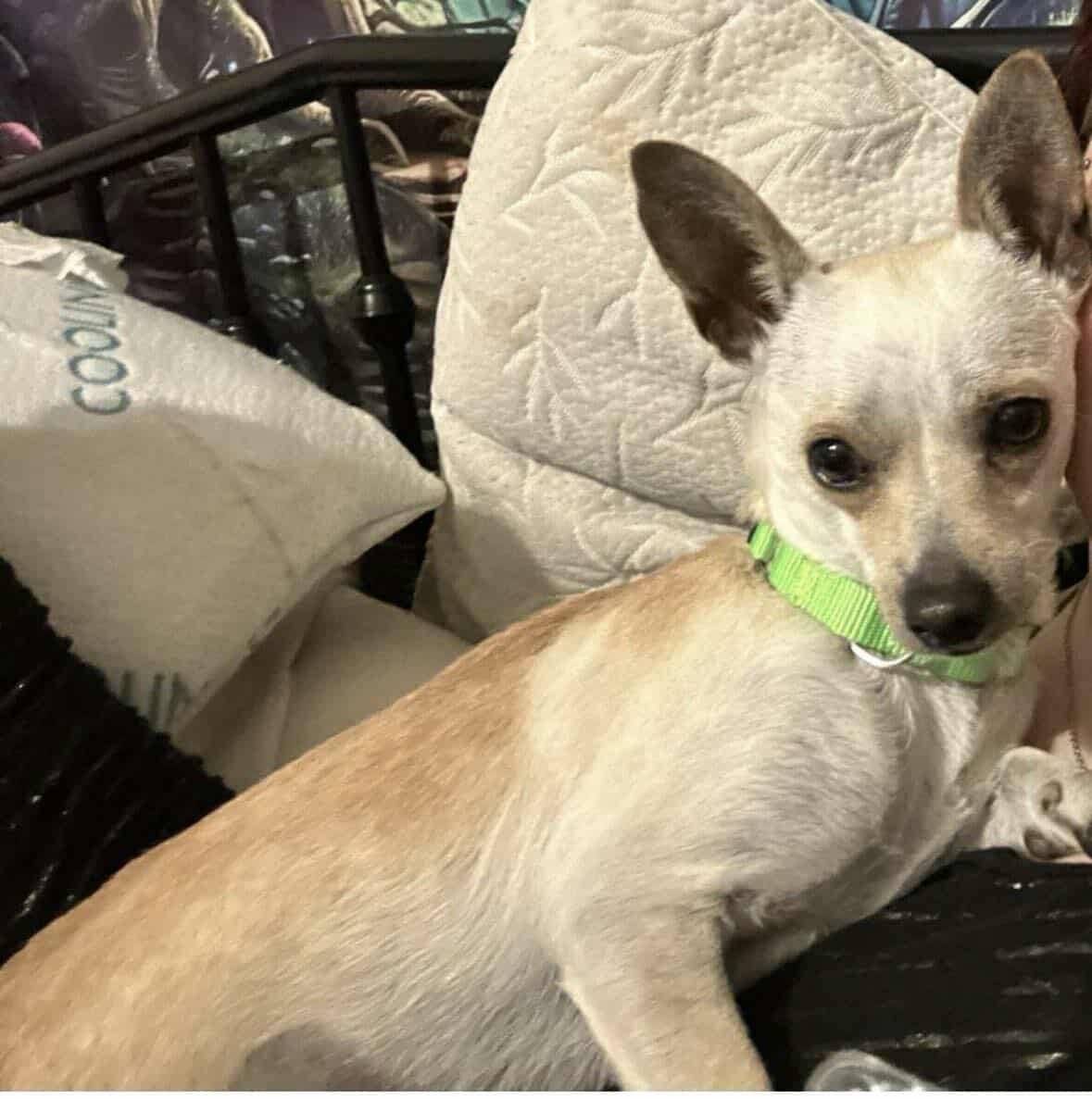 GINGER - Rat Terrier / Jack Russell Terrier available for adoption