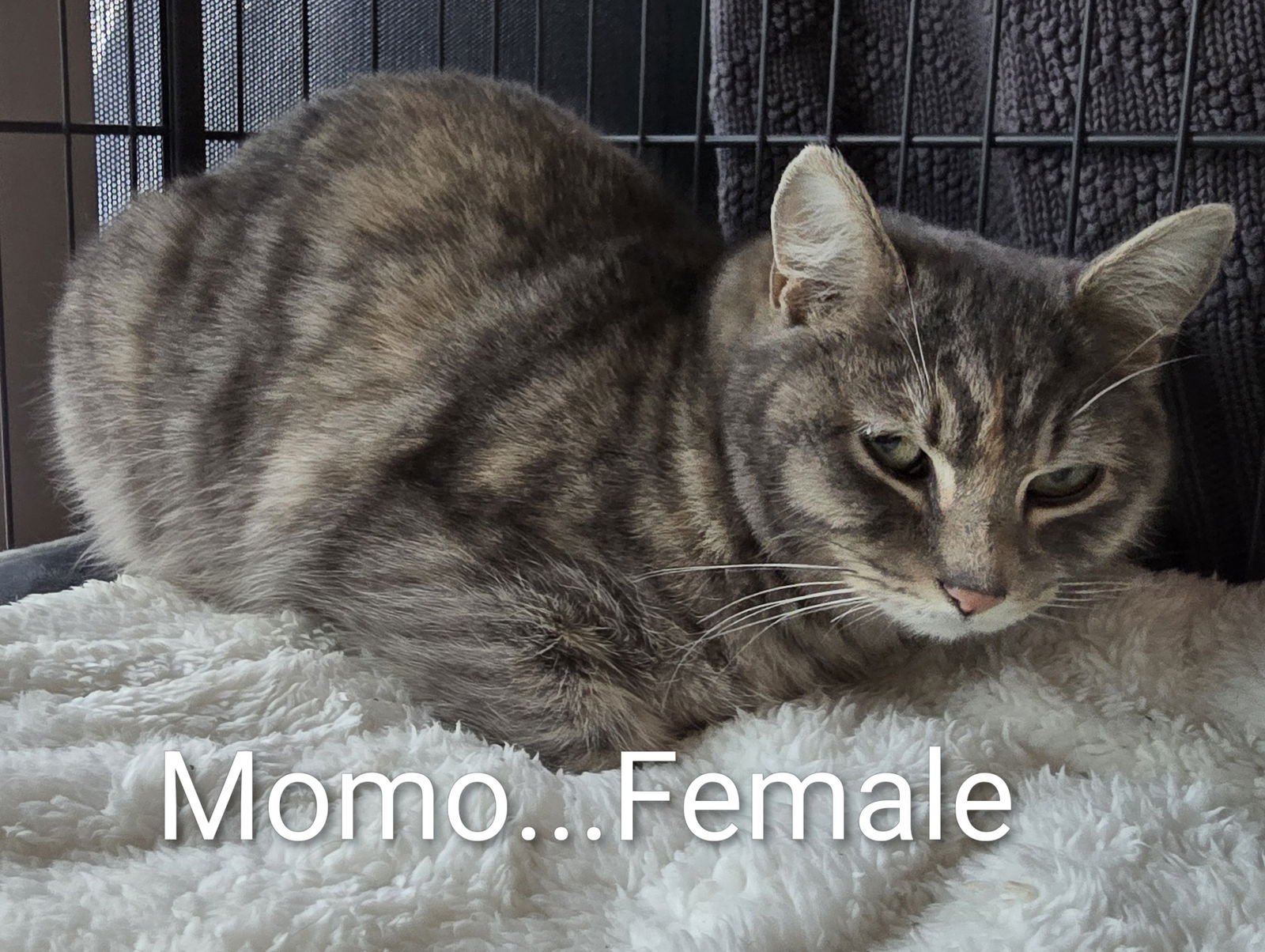 MOMO - Domestic Short Hair available for adoption