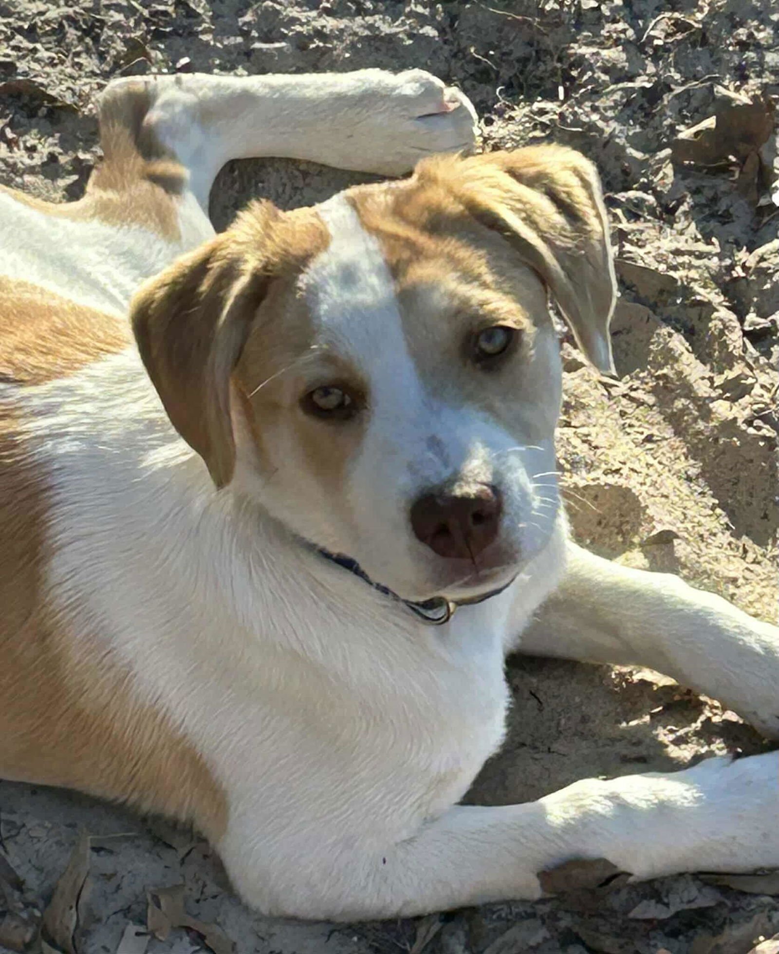 IZZABELL *ARRIVING 2/20* - Mastiff / American Staffordshire Terrier available for adoption