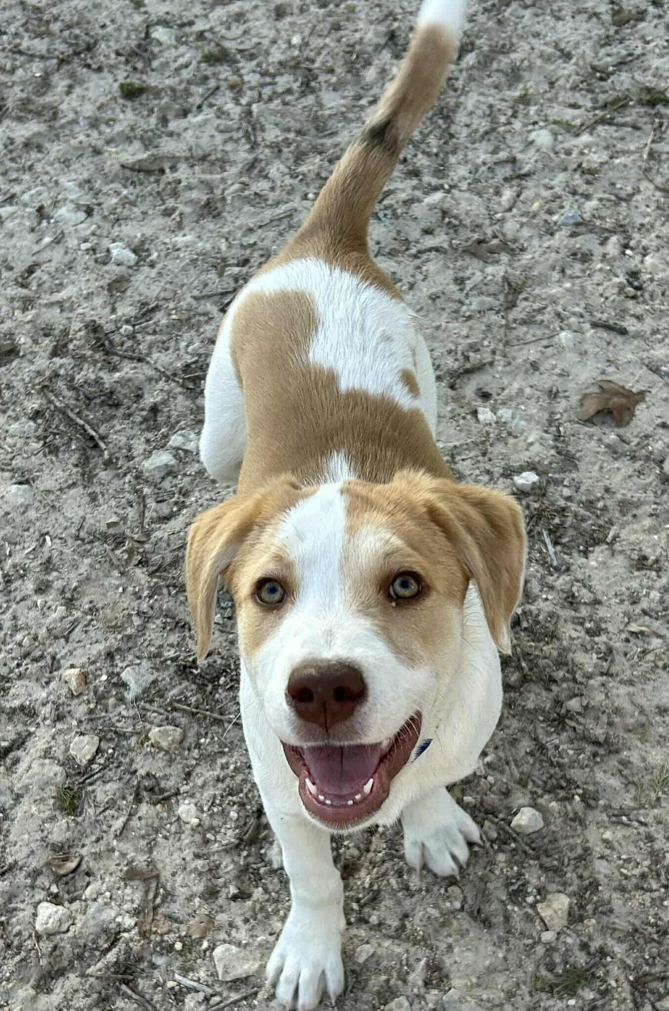 IZZABELL *ARRIVING 2/20* - Mastiff / American Staffordshire Terrier available for adoption