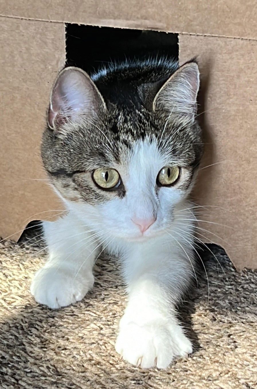 PIKA - Tabby / Domestic Short Hair available for adoption