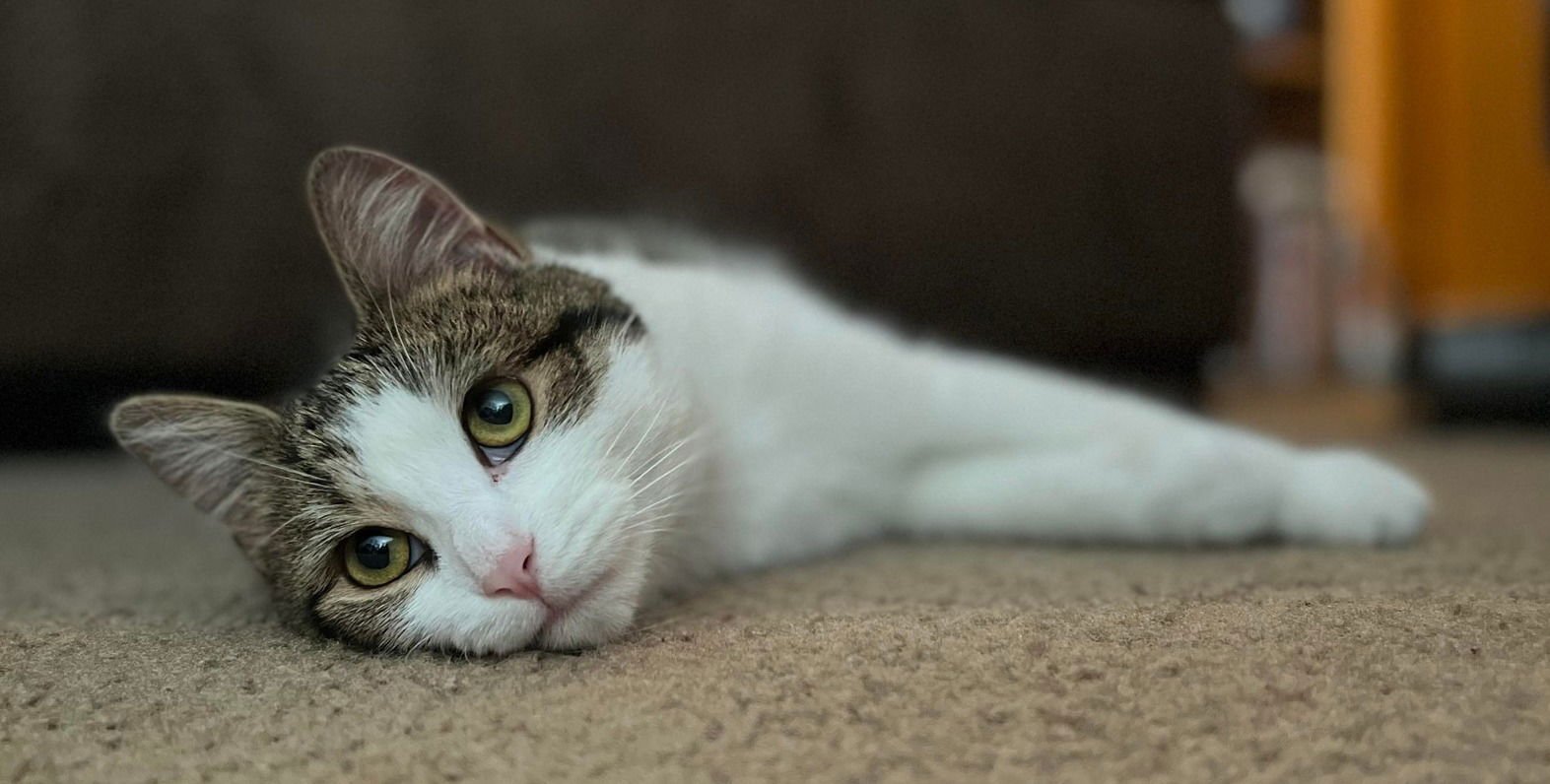 PIKA - Tabby / Domestic Short Hair available for adoption