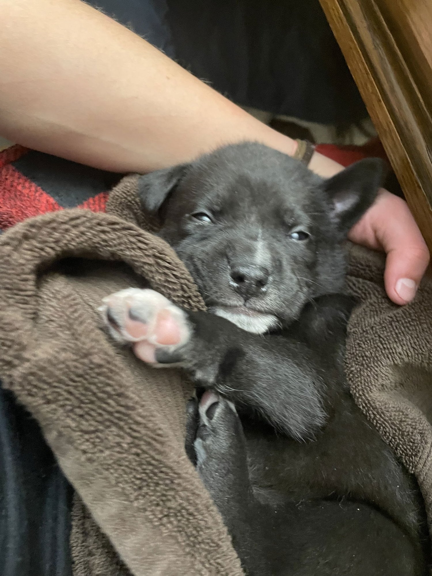 DRACO - Labrador Retriever / Pit Bull Terrier available for adoption