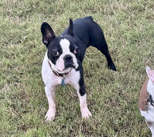 TUBBY-AVAILABLE END OF MAY - Boston Terrier available for adoption