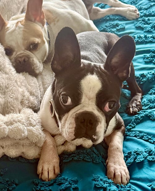 TUBBY-AVAILABLE END OF MAY - Boston Terrier available for adoption