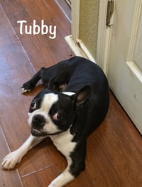 Tubby-AVAILABLE END OF MAY - Photo 4