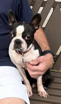 Tubby-AVAILABLE END OF MAY - Photo 5
