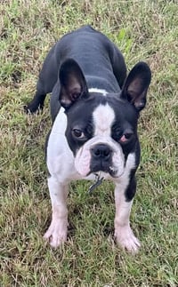 Tubby-AVAILABLE END OF MAY - Photo 6