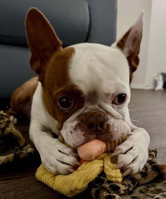 Milo Image
