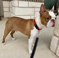 Milo - Photo 2