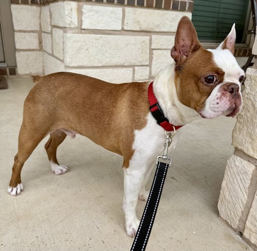 MILO - Boston Terrier available for adoption