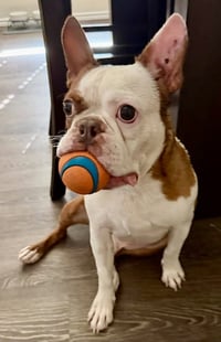 Milo - Photo 3