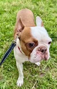 Milo - Photo 4