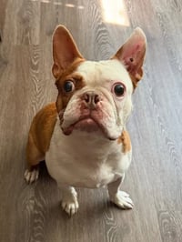 Milo - Photo 5