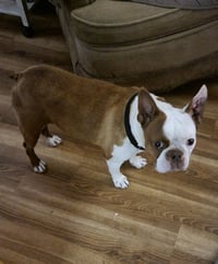 Milo - Photo 6