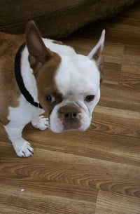 Milo - Photo 7