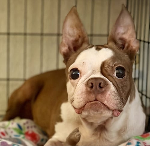 SKYE-ADOPTION PENDING - Boston Terrier available for adoption
