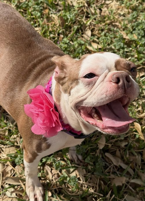 SKYE-ADOPTION PENDING - Boston Terrier available for adoption