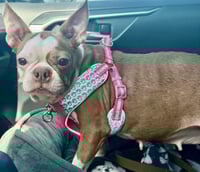 Skye-ADOPTION PENDING - Photo 3