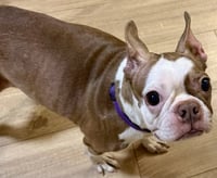 Skye-ADOPTION PENDING - Photo 4