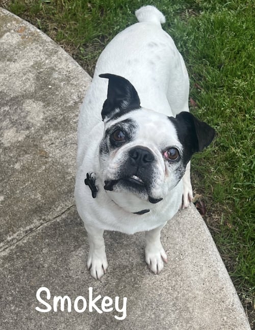 BANDIT - Boston Terrier for adoption in Allen