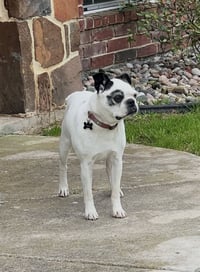 Bandit - Photo 2